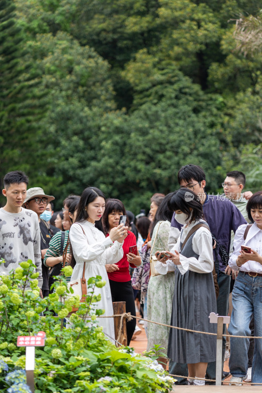 深圳仙湖植物园花展