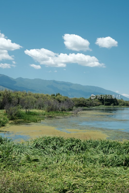 湖边枯树与湖水蓝天景象