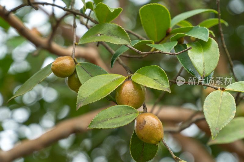 野生油茶籽树