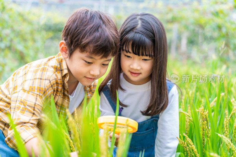 小朋友拿着放大镜观察植物