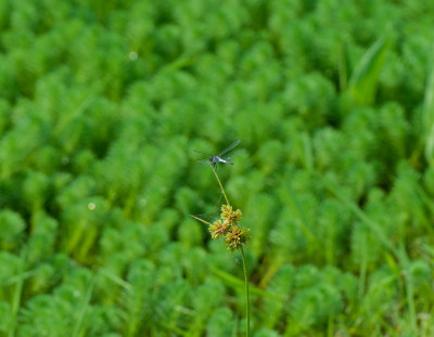 蜻蜓在花草上休息