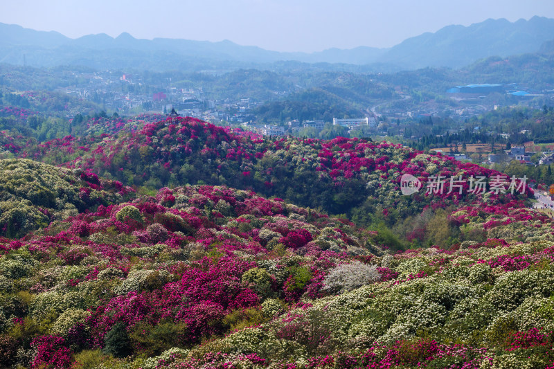 贵州百里杜鹃