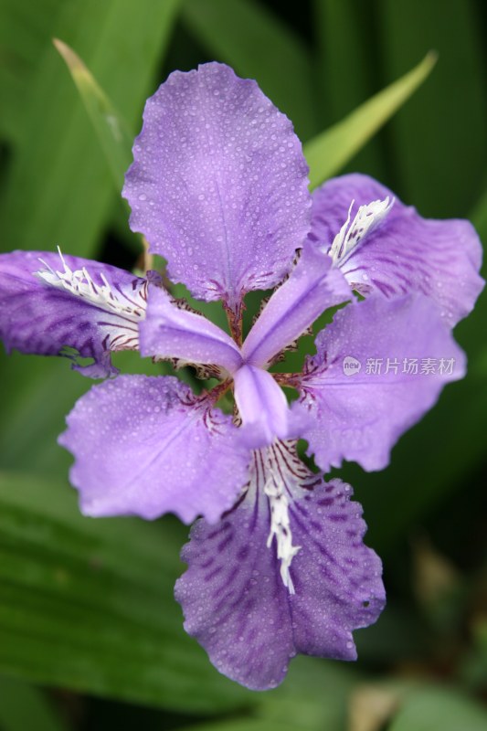 盛开的花朵