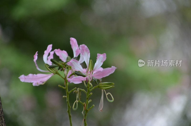 广东东莞：紫荆花开