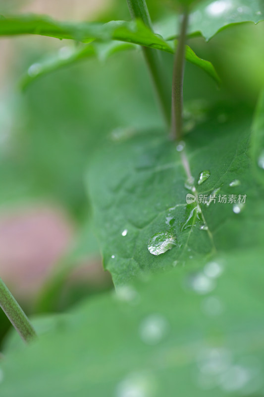 雨后绿叶上的雨滴特写