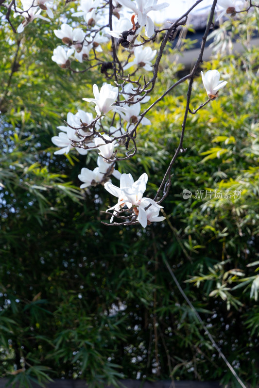 绽放的玉兰花枝特写