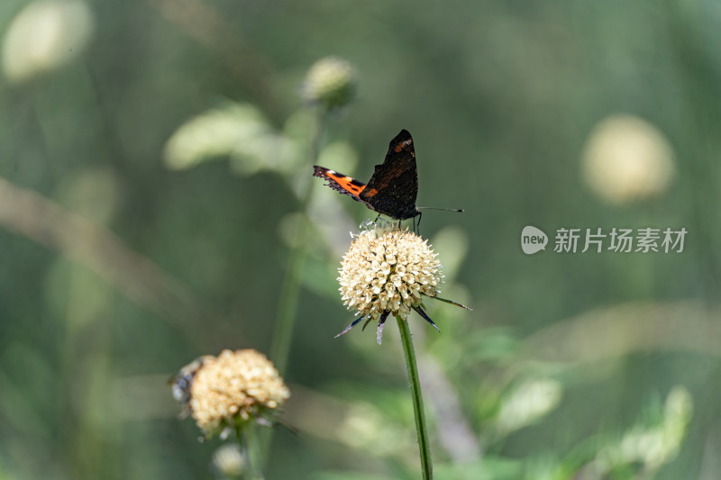 在川续断上采蜜的荨麻蛱蝶 花丛中的蝴蝶