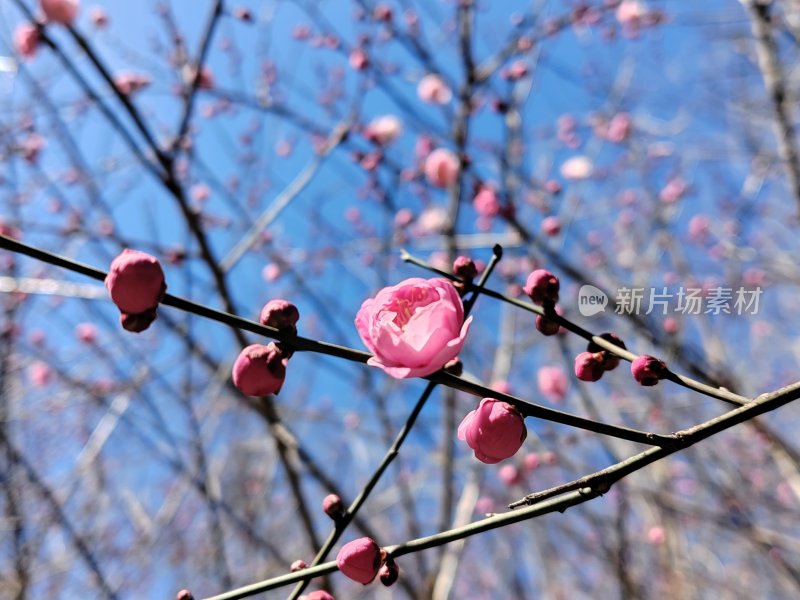 蓝天映衬下盛开的粉色梅花特写