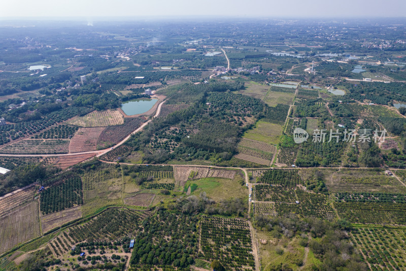 湛江红江农场廉江红橙种植园