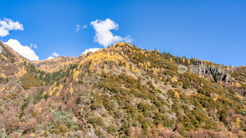 四川阿坝四姑娘山双桥沟景区的秋色