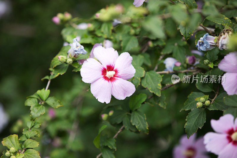 盛开的木槿花在夏季