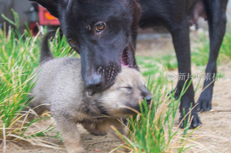 母犬与幼犬亲昵互动