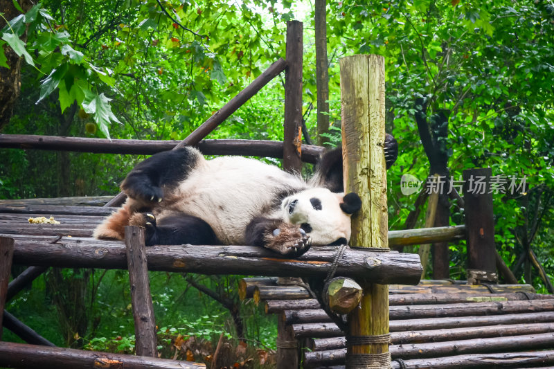 国宝大熊猫