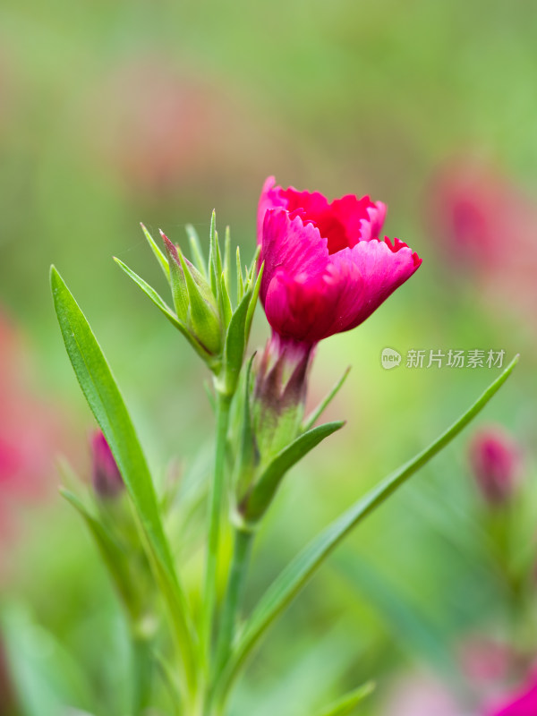 石竹花特写