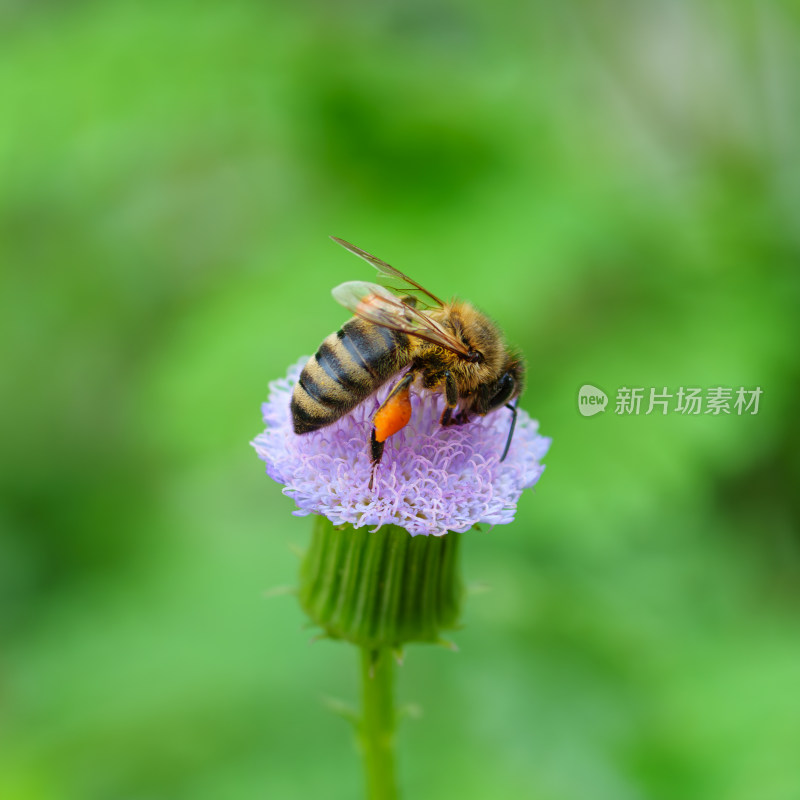 蜜蜂采蜜