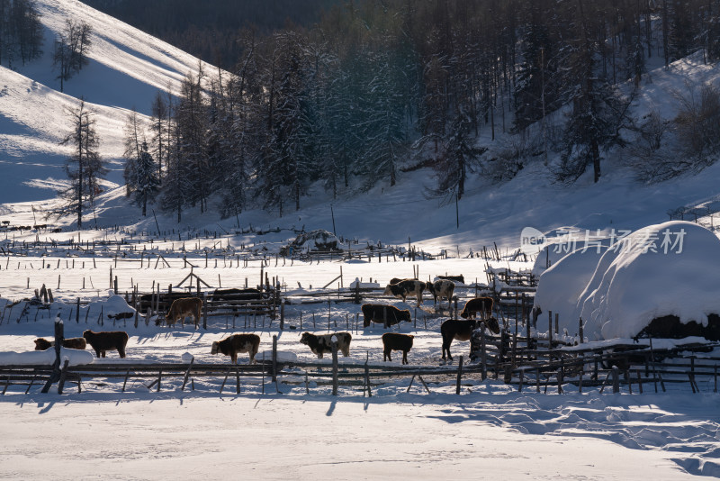 冬天新疆白哈巴村的牲畜