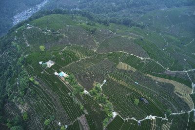 杭州龙井梅岭茶园