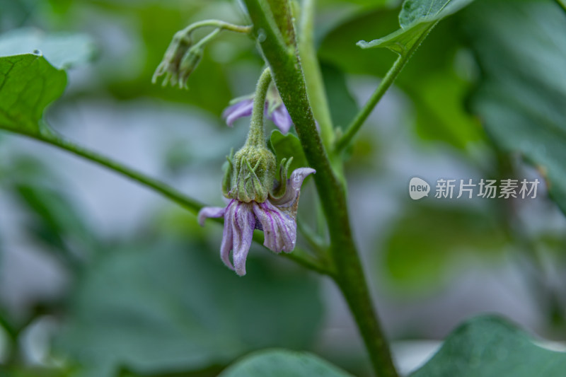 小番茄、番茄树