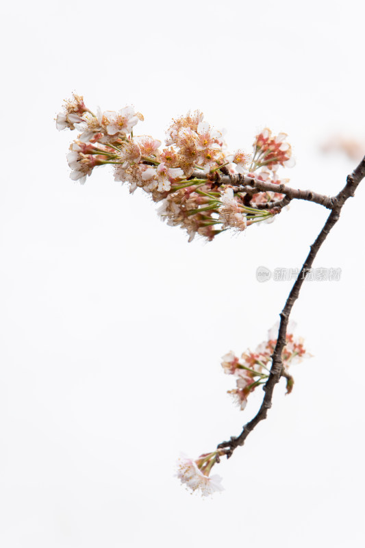 春日白色背景粉红色樱花盛开