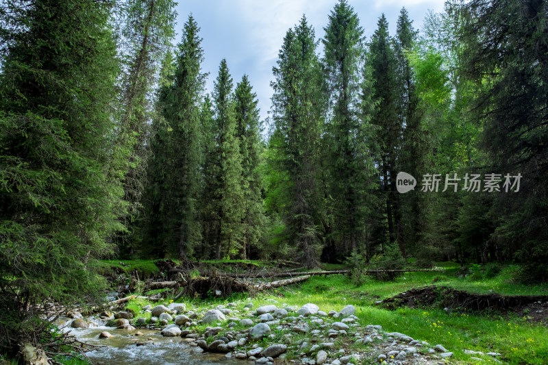 新疆伊犁恰西的原始森林
