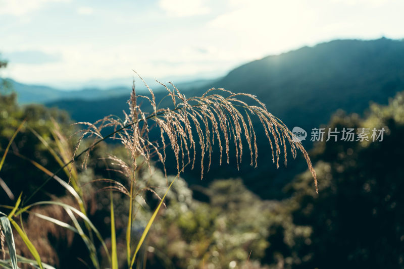 日落前的芦苇