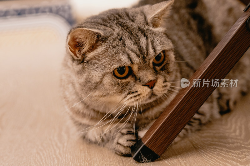 房间里可爱的宠物猫咪