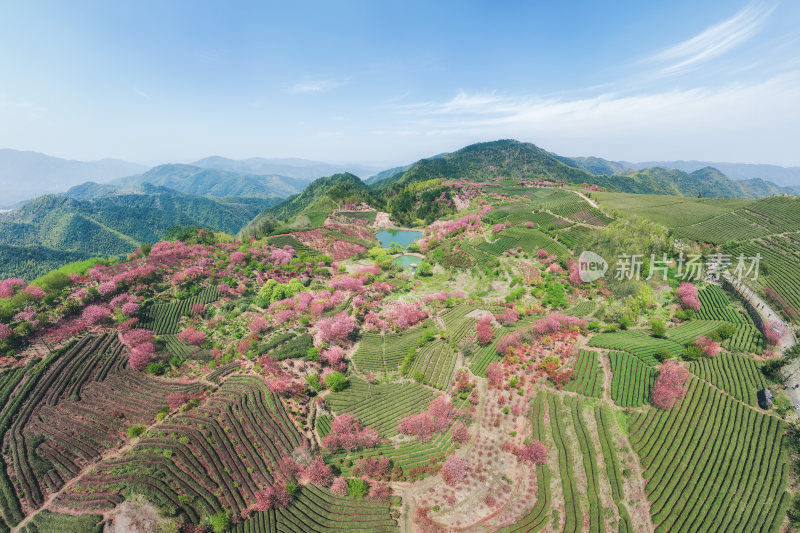 余姚四明山大岚镇姚江源春天茶园樱花全景