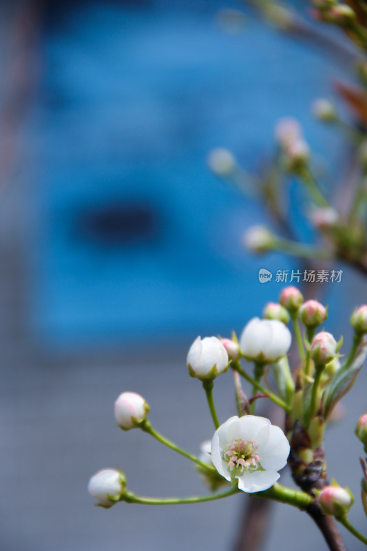 鲜花梨花盛开