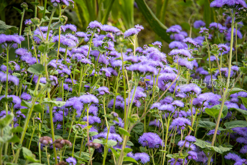 藿香蓟紫色鲜花特写