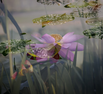 接天莲叶无穷碧（荷花，莲花）