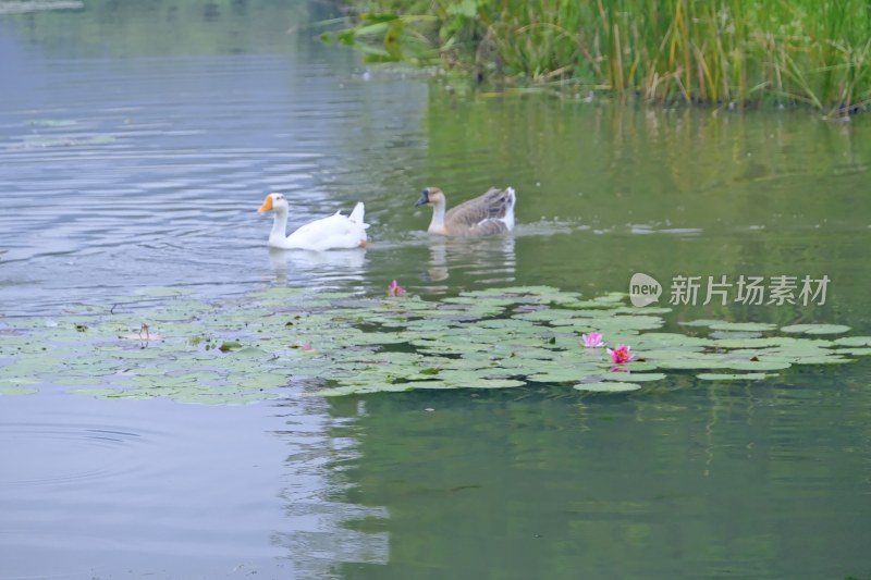 南京燕雀湖 睡莲 野鸭 天鹅