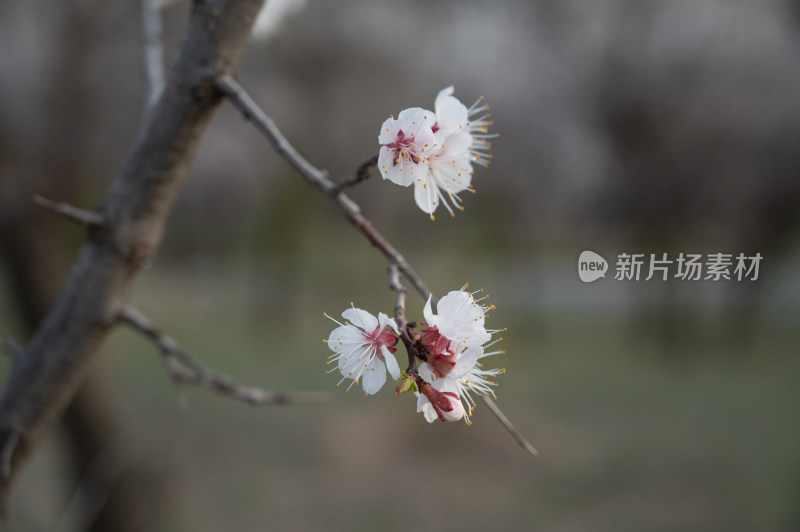 春天盛开的杏花特写