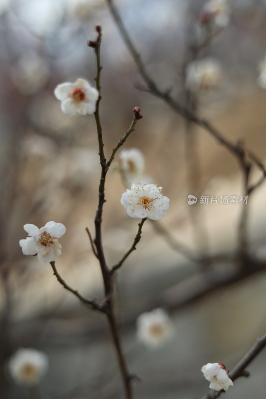 梅花系列