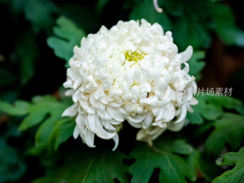 户外秋日菊花特写