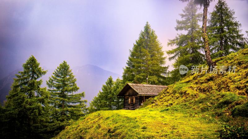 大自然森林树木旅行徒步野营