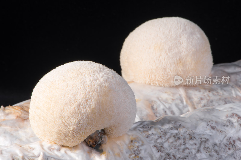 新鲜生长食菌类食材猴头菇