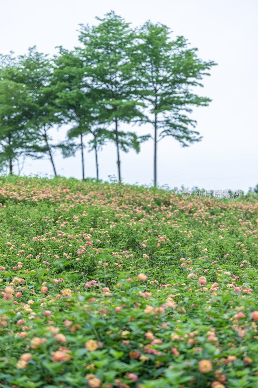 马缨丹花