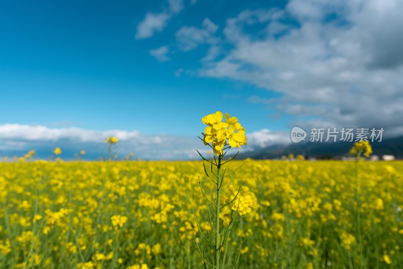 青海湖油菜花