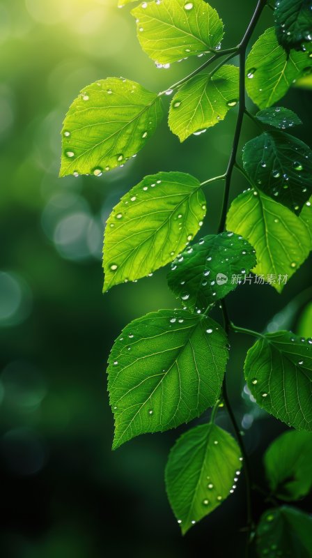 雨后阳光植物绿叶逆光树叶自然背景