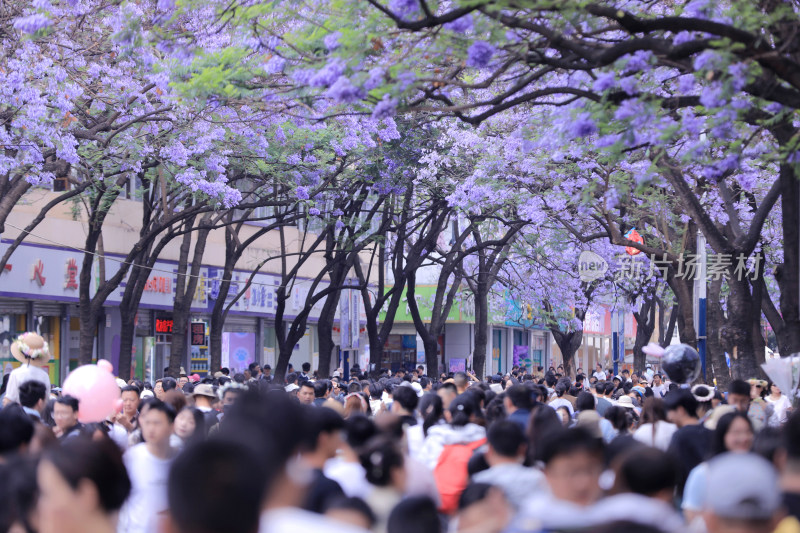 蓝花楹 教场中路蓝花楹绽放