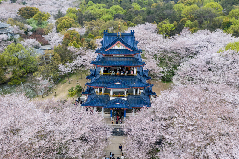 盛开的樱花林