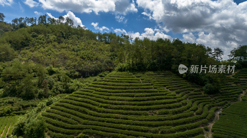 茶园，梯田，茶叶种植基地