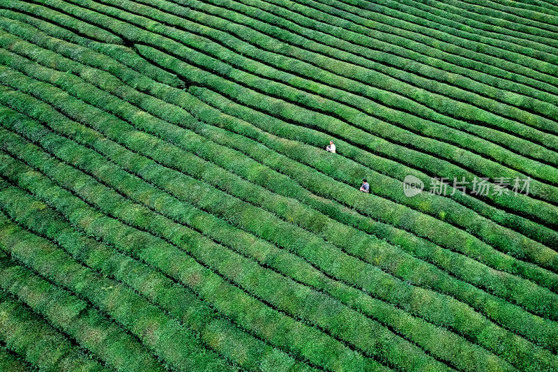 茶园茶山茶种植基地