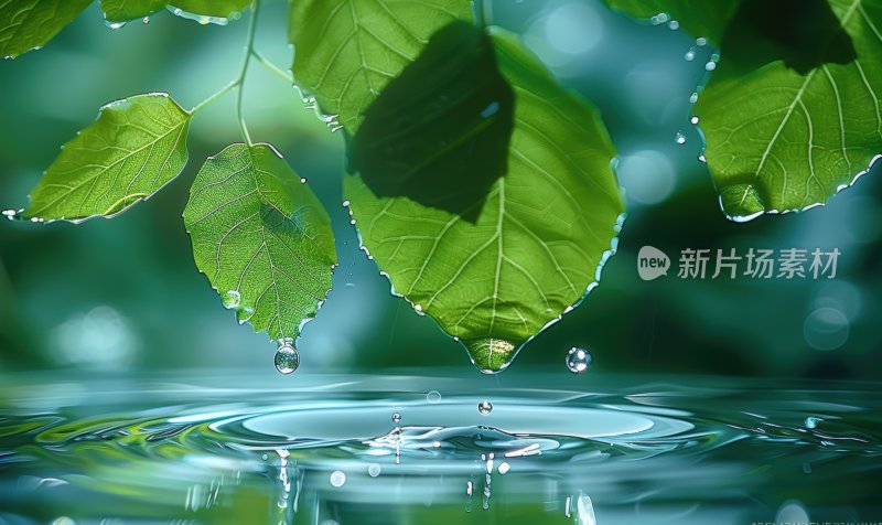 雨后植物绿叶水面树叶水珠生态背景