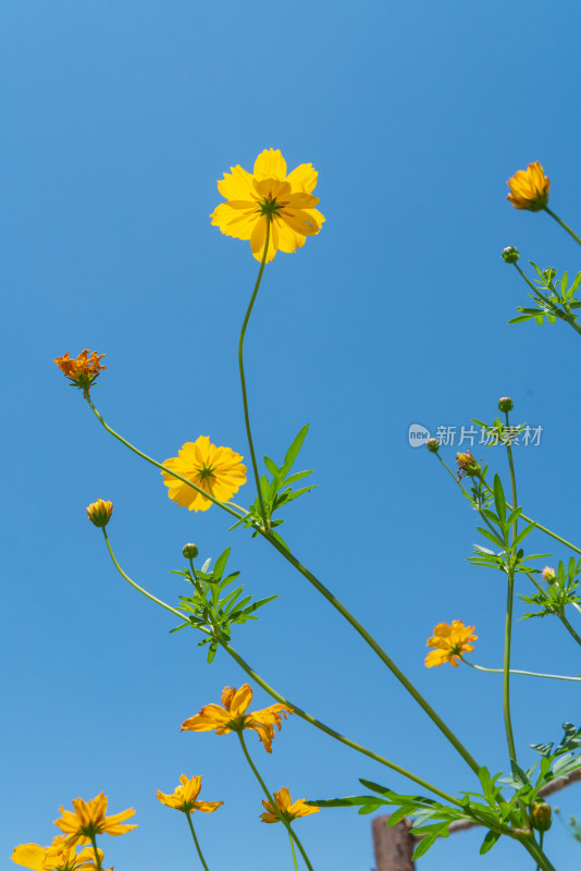 低视角仰拍鲜花特写