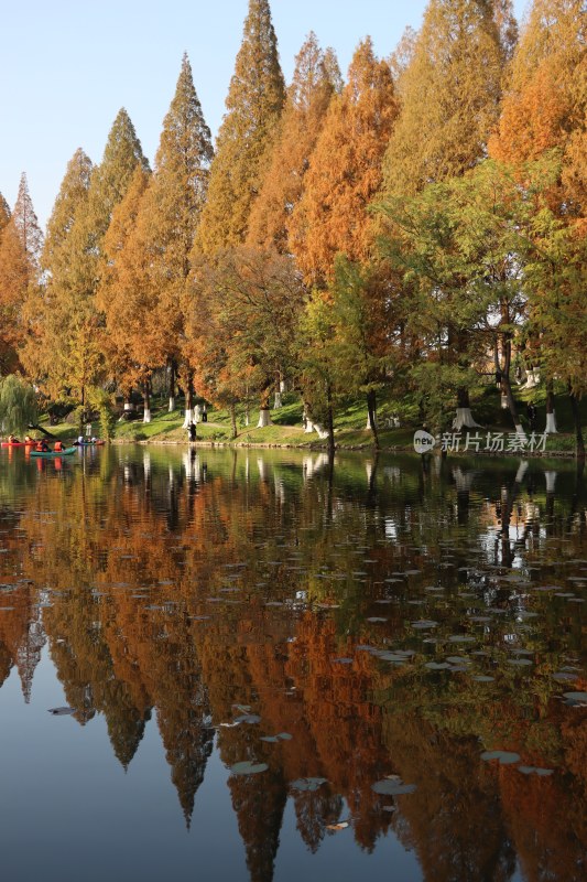 玄武湖边水杉倒影风景