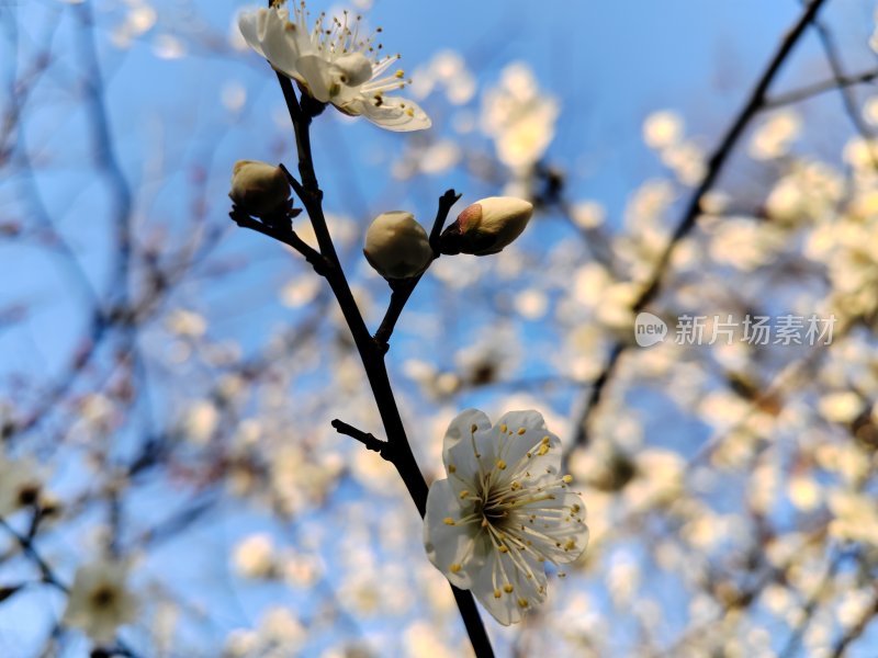 蓝天下绽放的白色花朵枝头特写