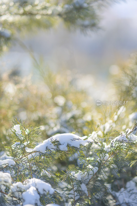 冬季挂满积雪的树枝