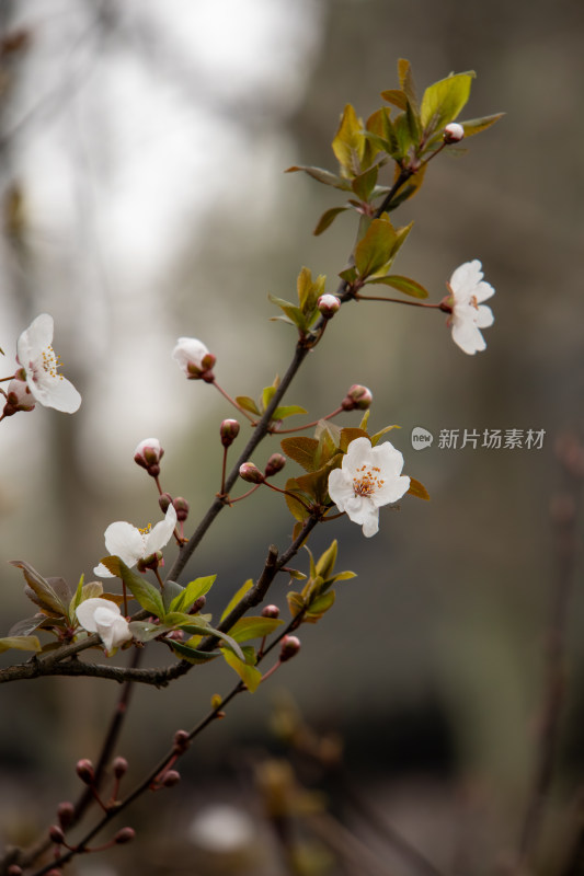 春天枝头盛开的紫叶李鲜花特写