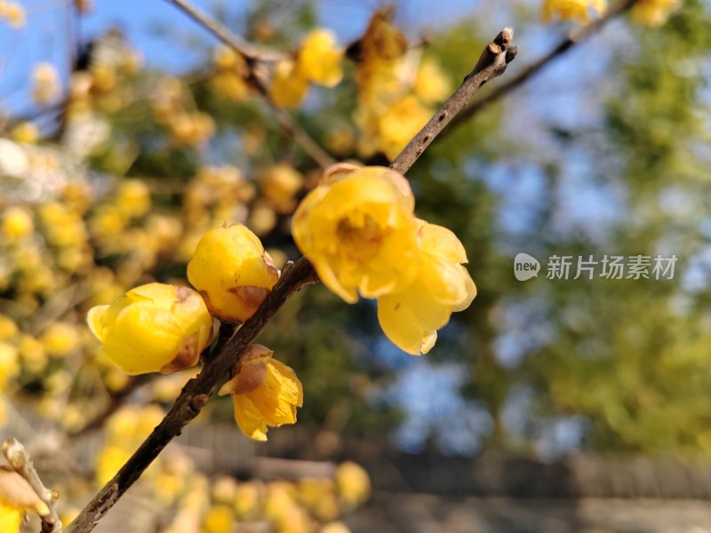 树枝上盛开的黄色腊梅花特写